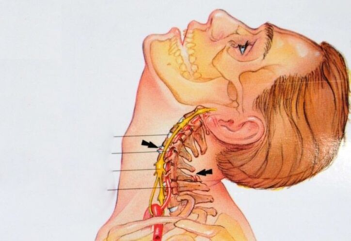 cervical vertebra structure